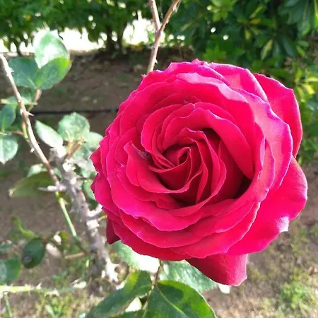 Terra Serena סנטה צזריה טרמה