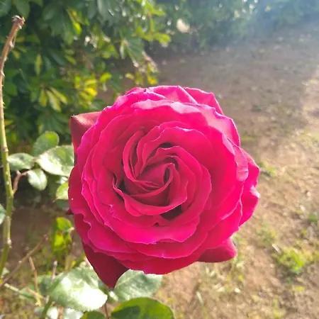 לינה וארוחת בוקר Terra Serena