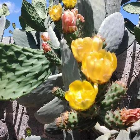 Terra Serena Отель типа 