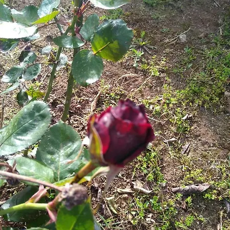 Terra Serena Bed & Breakfast 4*