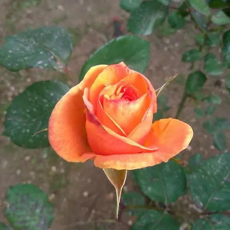 Terra Serena Санта-Чезареа-Терме