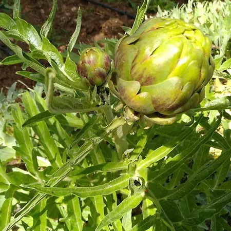 Terra Serena 4* Санта-Чезареа-Терме