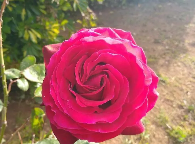 Oda ve Kahvaltı Terra Serena